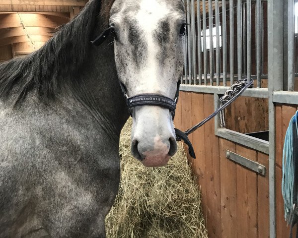 Pferd Castelan (Deutsches Sportpferd, 2014, von Chalet's Erbe)