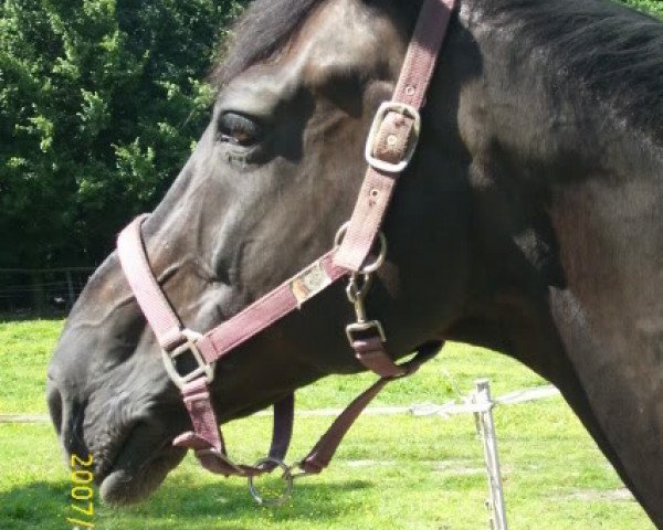 dressage horse Ray'Ban (Rhinelander, 1999, from Royality) dressage horse Ray'Ban (Rhinelander, 1999, from Royality)