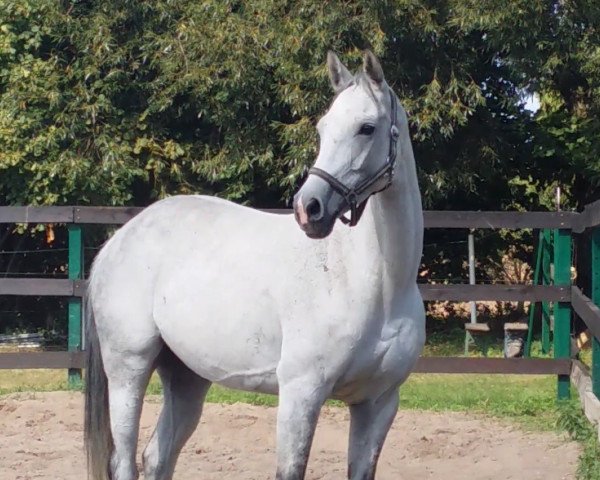 jumper Celeste 43 (German Sport Horse, 2008, from Con Sherry)
