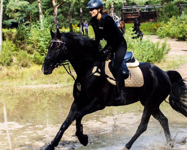 horse Skywalker 51 (Oldenburg, 2006, from Samarant)