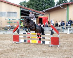 jumper Luftsprung 2 (Hanoverian, 2001, from Landclassic)