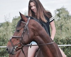 Springpferd Calvin Klein 34 (Holsteiner, 2012, von Cormint)