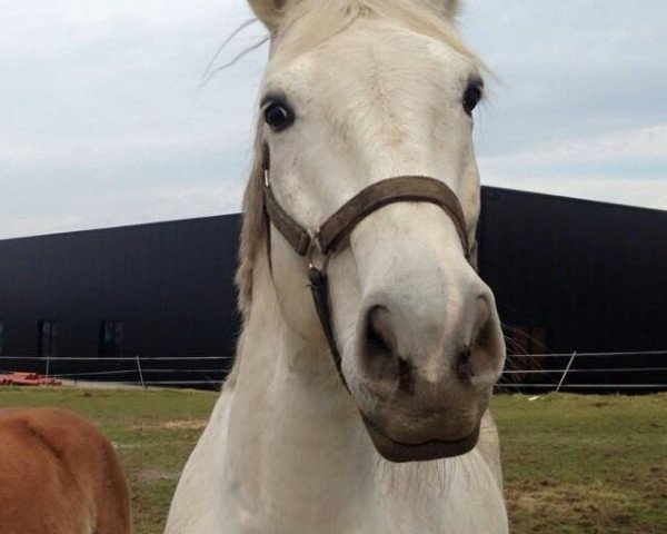 dressage horse Wycorno (Hanoverian, 2000, from Weissenburg)