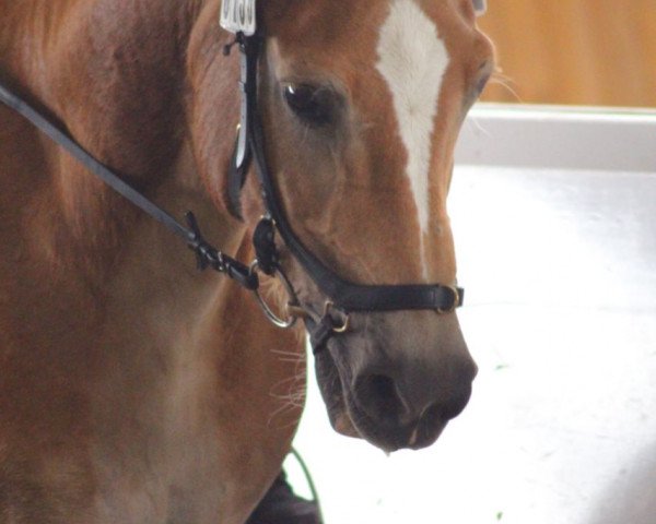 dressage horse Nepomuk (Haflinger, 2001, from Nebos I (3,125% ox))