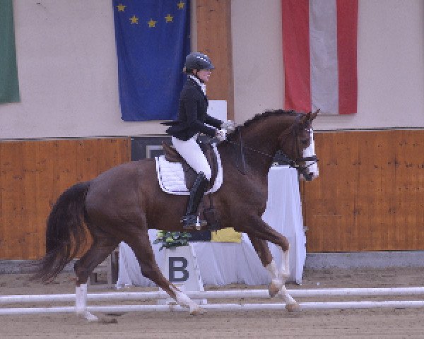 dressage horse SUMMERVILLE (Oldenburg, 2010, from Sancisco)