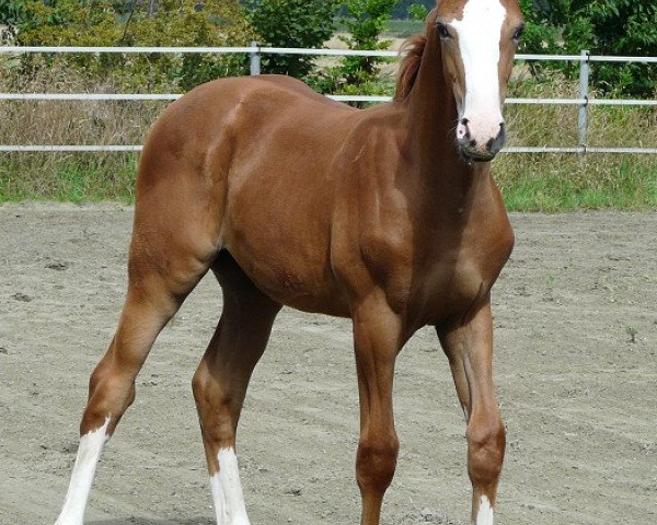 Pferd Maximus (KWPN (Niederländisches Warmblut), 2017, von Carrera VDL)