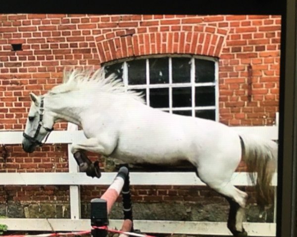 Dressurpferd Ala Minka (Deutsches Reitpony, 2005)