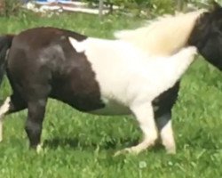 dressage horse Holsteins la Luna (Dt.Part-bred Shetland pony, 2007, from Holsteins Hannibal)