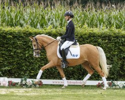 dressage horse Malibou 13 (German Riding Pony, 2014, from FS Mr. Right)