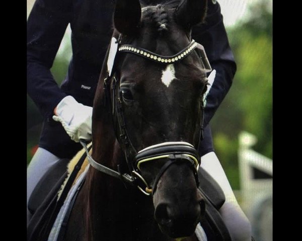dressage horse Rendezvous 86 (Oldenburg, 2009, from Rubin Cortes OLD)
