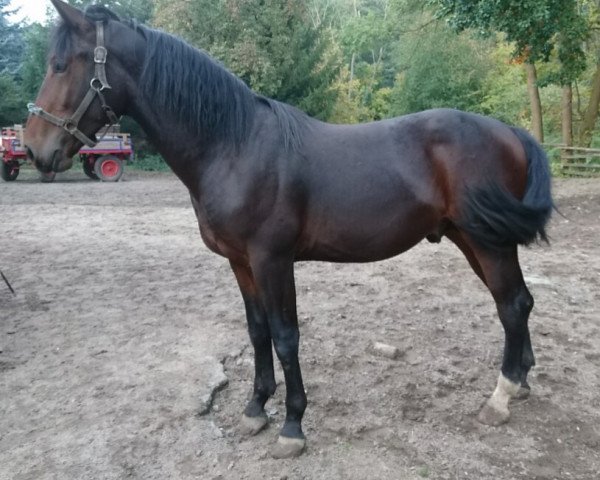 Pferd Vincenzo (Sächs.-Thür. Schweres Warmbl.,  , von Veritabel)