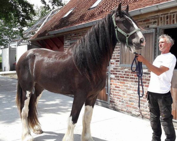broodmare Orva Dandelion (Shire, 2015, from Louis Dandelion)