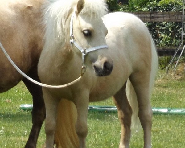 Deckhengst Bernstein vom Landhof (Shetland Pony (unter 87 cm), 2017, von Braveheart of Dream Fields)
