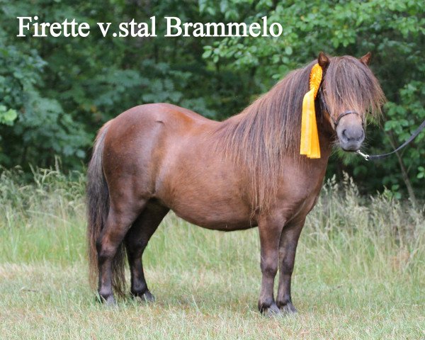broodmare Firette v.Stal Brammelo (Shetland pony (under 87 cm), 2012, from Sander van de Hoefslag)