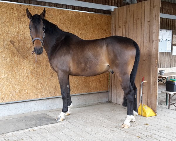 dressage horse Costa 56 (Württemberger, 2009, from Helenenhof's Carabas) dressage horse Costa 56 (Württemberger, 2009, from Helenenhof's Carabas)