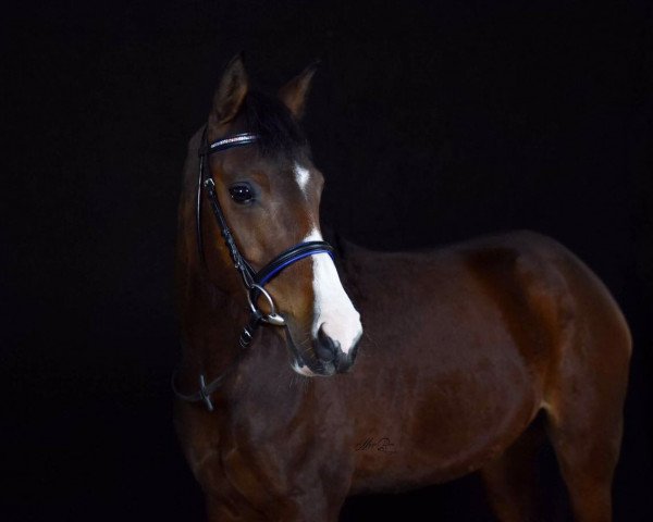 horse Rhianna (German Riding Pony, 2010, from Caracas)