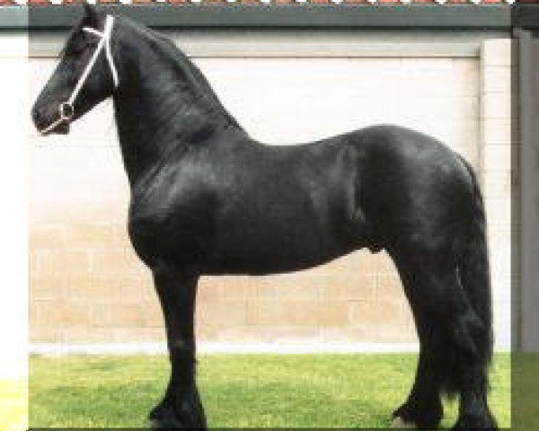 Deckhengst Wander (Friese, 1991, von Barteld 292)