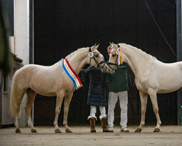 dressage horse Venustas Cool Gold (German Riding Pony, 2019, from Venustas Cool Edition)