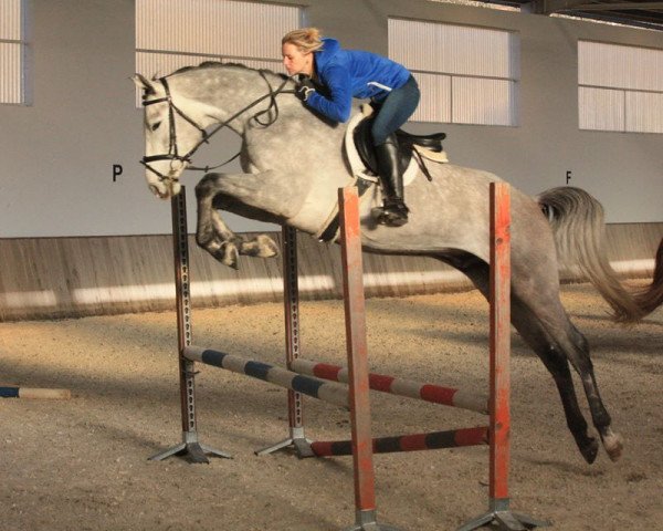 Pferd Idool (KWPN (Niederländisches Warmblut), 2013, von Zacharov Tn)
