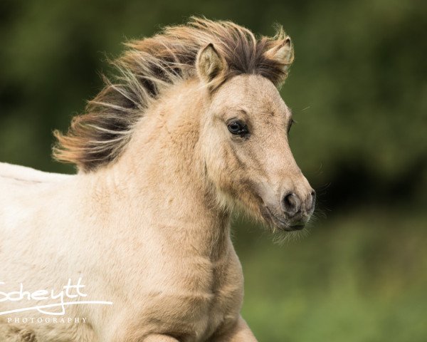 Deckhengst Vivaldi vom Rindergraben (Shetland Pony, 2017, von Vulkan vom Melkweg)