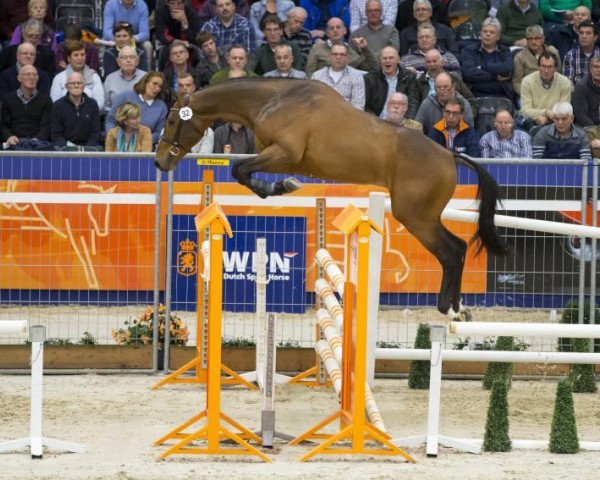 Deckhengst Ivaro (KWPN (Niederländisches Warmblut), 2013, von VDL Bubalu)