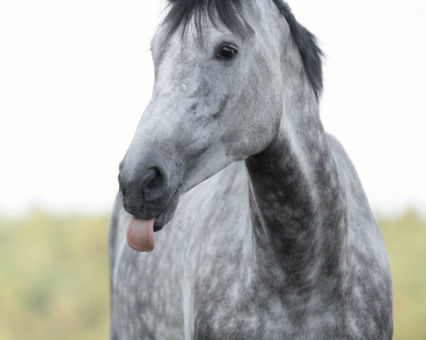 horse Appearing Lady ZGE (Austrian Warmblood, 2011, from San Pirolo W)