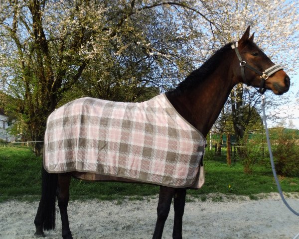horse Cosmique d' Amour (Oldenburg, 2010, from Carry Gold)