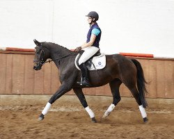 jumper Siegfried 67 (Hanoverian, 2009, from Sir Shutterfly)