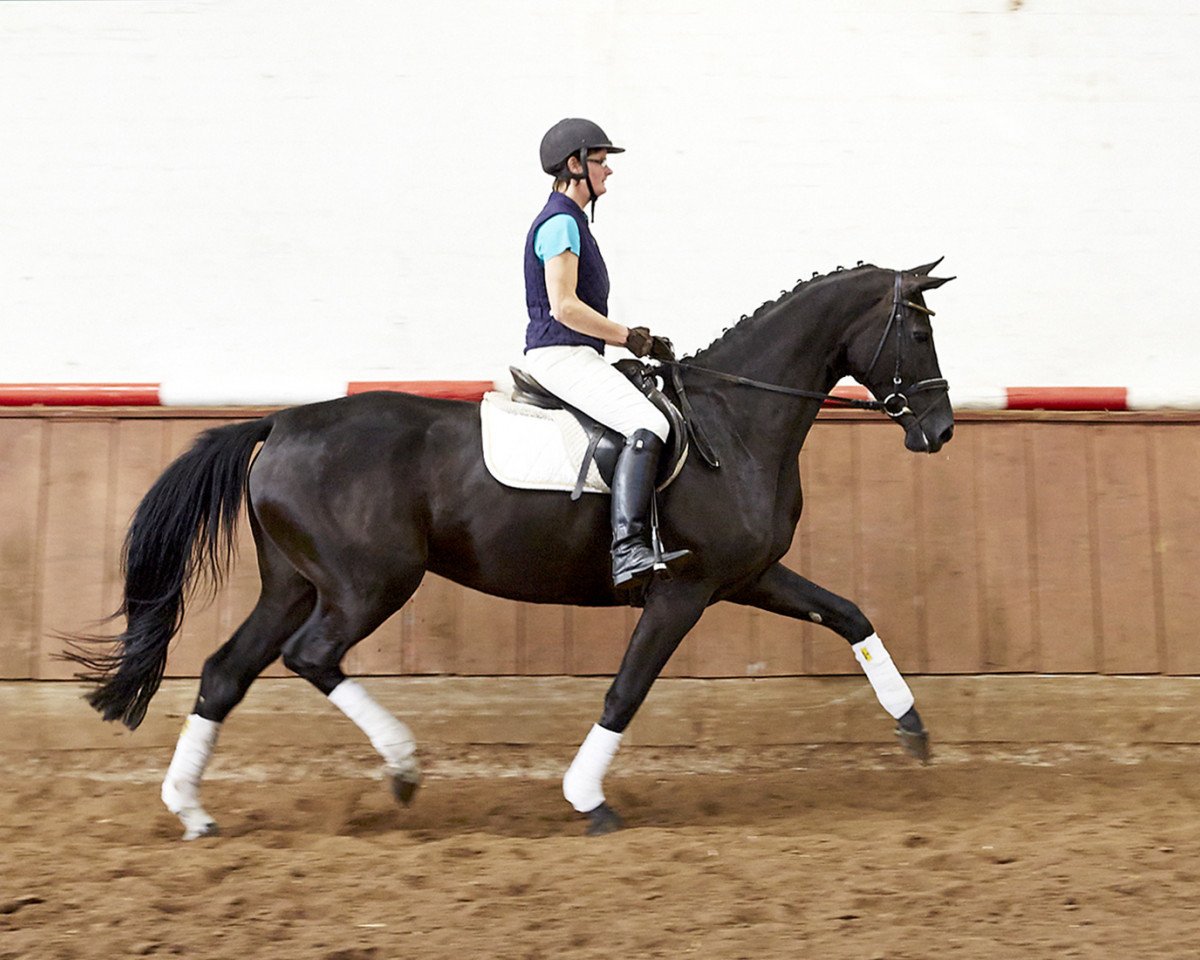 broodmare Dark Sweety 2 (Hanoverian, 2009, from Danone 4)