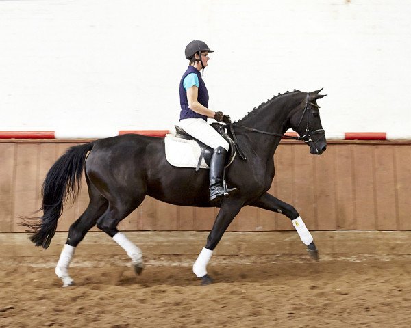 broodmare Dark Sweety 2 (Hanoverian, 2009, from Danone 4)