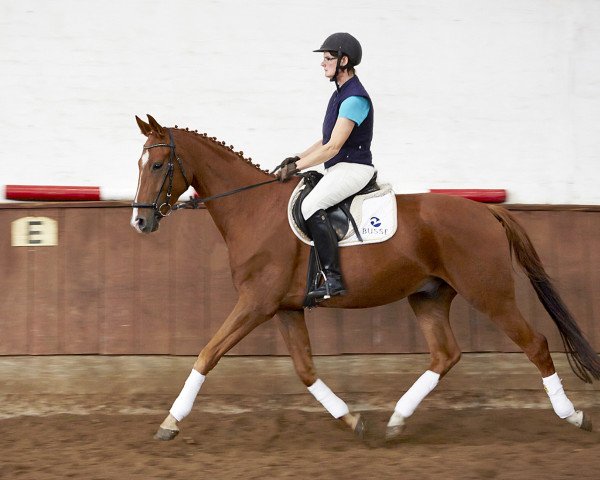 horse Wallach von Spörcken x Bergamon (Hanoverian, 2014, from Spörcken)