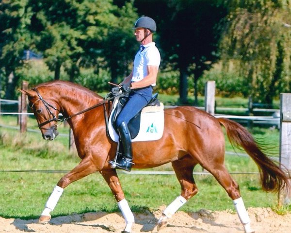 dressage horse Rhapsodie 216 (Rhinelander, 2011, from Rastenberg)