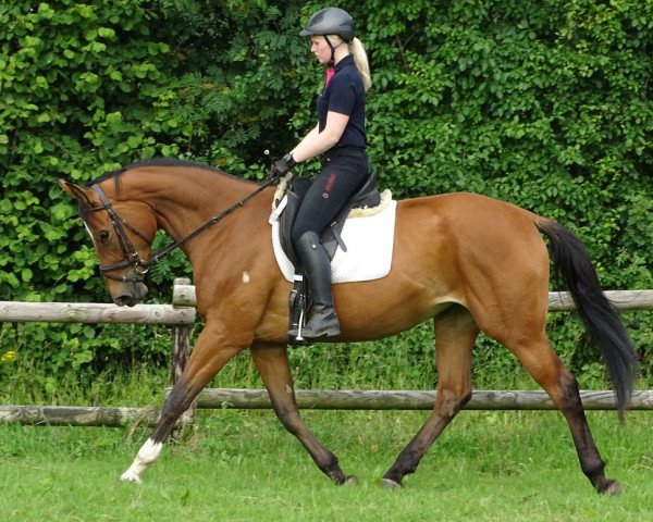 jumper Elfencardara (Trakehner, 2013, from Rastenberg)