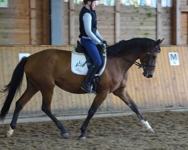 Zuchtstute Heide-Cardofine (Trakehner, 2013, von Cadeau)