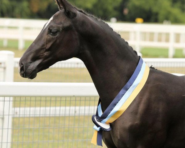 horse Aranykapu Rascaniro (Hungarian Warmblood, 2017, from Rascalino)