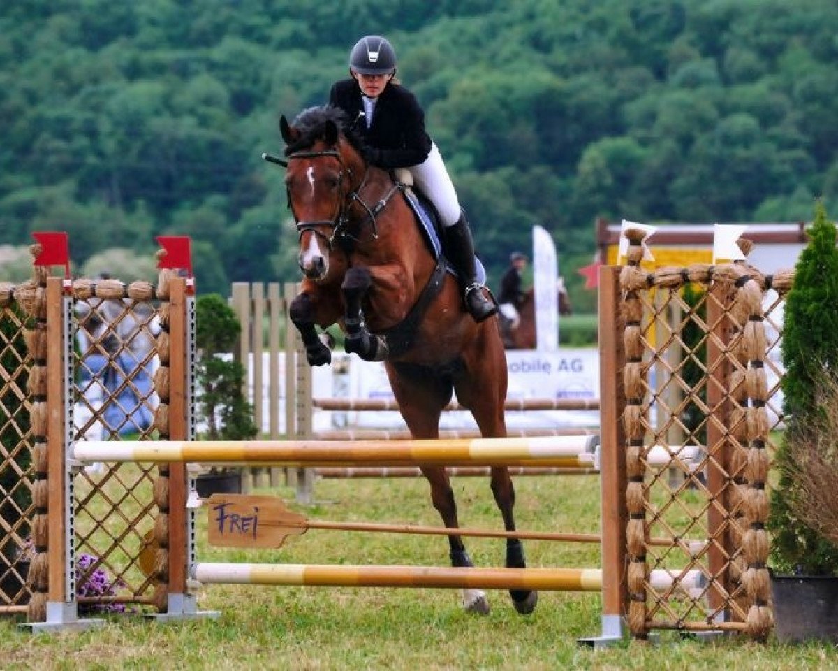 jumper Lorenzo 316 (Holsteiner, 2004, from Latouro)