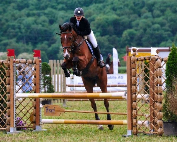 jumper Lorenzo 316 (Holsteiner, 2004, from Latouro)