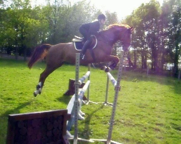 jumper Albertino 16 (Oldenburg, 1996, from Argentinus)