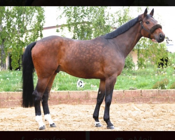 dressage horse Fred Astaire Junior Forever (Hanoverian, 2009, from Fidertanz)