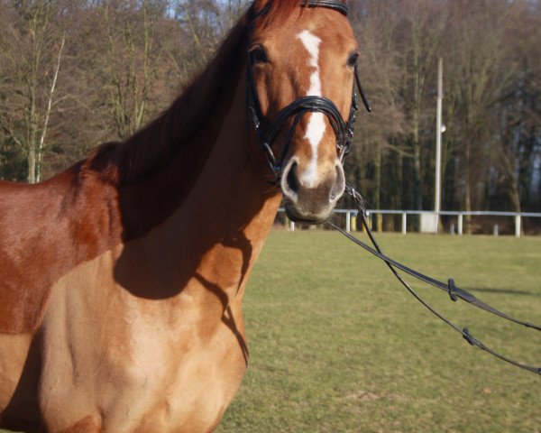 horse Batida 131 (Hanoverian, 2011, from Belissimo NRW)