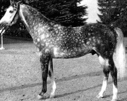 stallion Baj ox (Arabian purebred, 1965, from Negatiw 1945 ox)