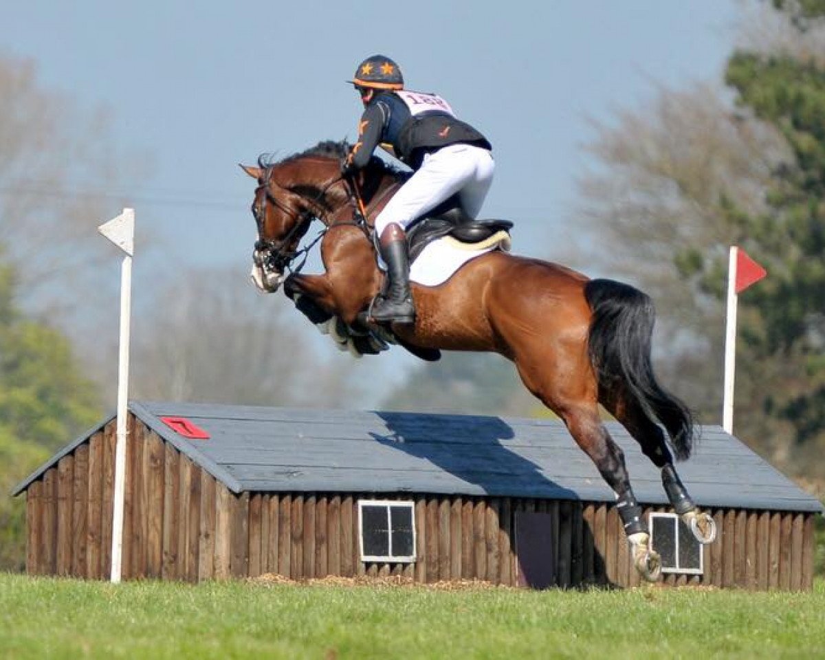 eventing horse Don Diego (Hanoverian, 2011, from Don Ricoss)