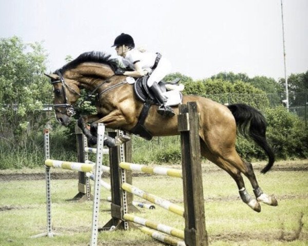 stallion Graf Grande O (Hanoverian, 2009, from Count Grannus)