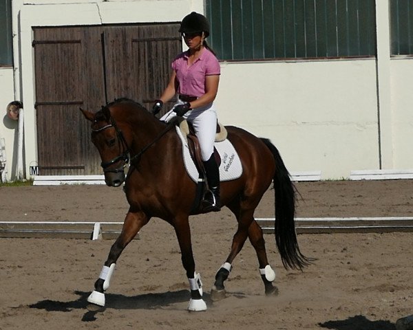 Springpferd Corat (Mecklenburger, 2013, von Coratio)