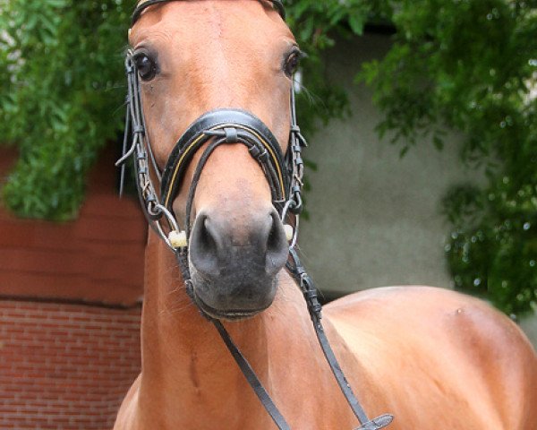 dressage horse Cosa Piccola (unknown, 2011, from Senna) dressage horse Cosa Piccola (unknown, 2011, from Senna)