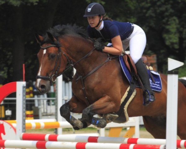 jumper Canon K (Westphalian, 2008, from Chekandino)