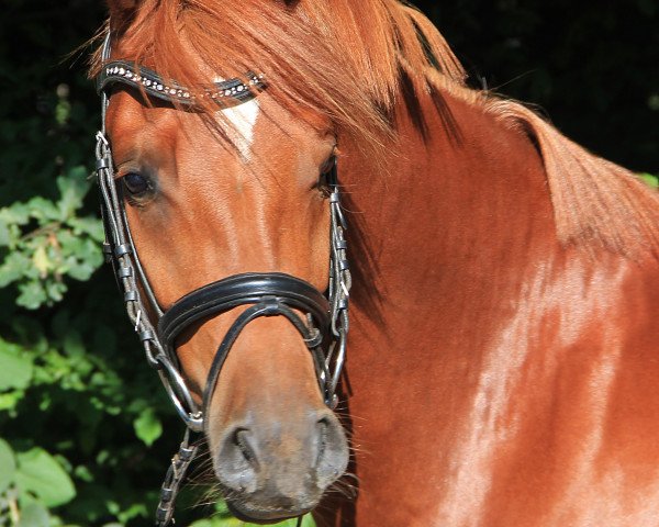 dressage horse Daruby T (German Riding Pony, 2014, from D-Day AT)