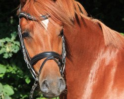 dressage horse Daruby T (German Riding Pony, 2014, from D-Day AT)