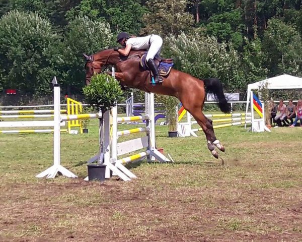 jumper Carla 230 (German Warmblood, 2012, from Cartusch 21)