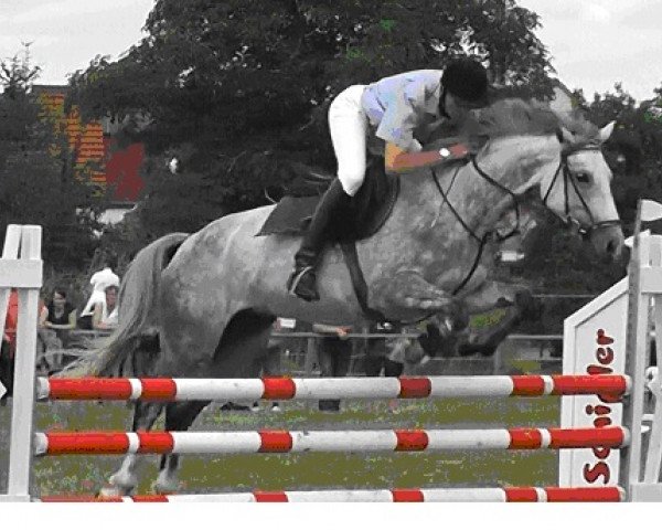 jumper Emily 171 (German Sport Horse, 2010, from Dijon)